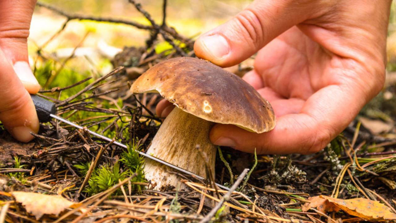 Mantar toplamaya gitmişti… Cansız bedenine ulaşıldı!