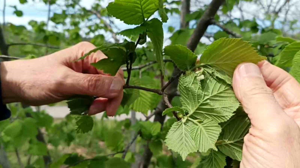 Fındık Üretiminde Düşen Verim Sorunu ve Çözüm Önerileri