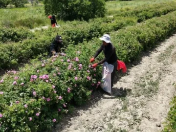 Isparta’nın pembe hazinesinin değeri dudak uçuklattı! 4 ton gülden elde ediliyor: Kilosu 645 bin TL’ye alıcı buluyor
